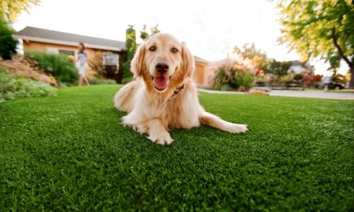 Synthetic Grass For Dogs Carlsbad, Artificial Lawn Dog Run Installation