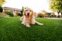 Synthetic Grass For Dogs Carlsbad, Artificial Lawn Dog Run Installation
