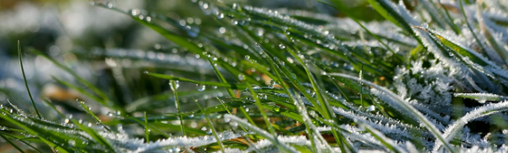 ▷How To Take Care Of Fake Grass In The Winter Carlsbad?