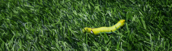 ▷7 Tips To Eliminate More Pests And Animals With Artificial Turf Carlsbad